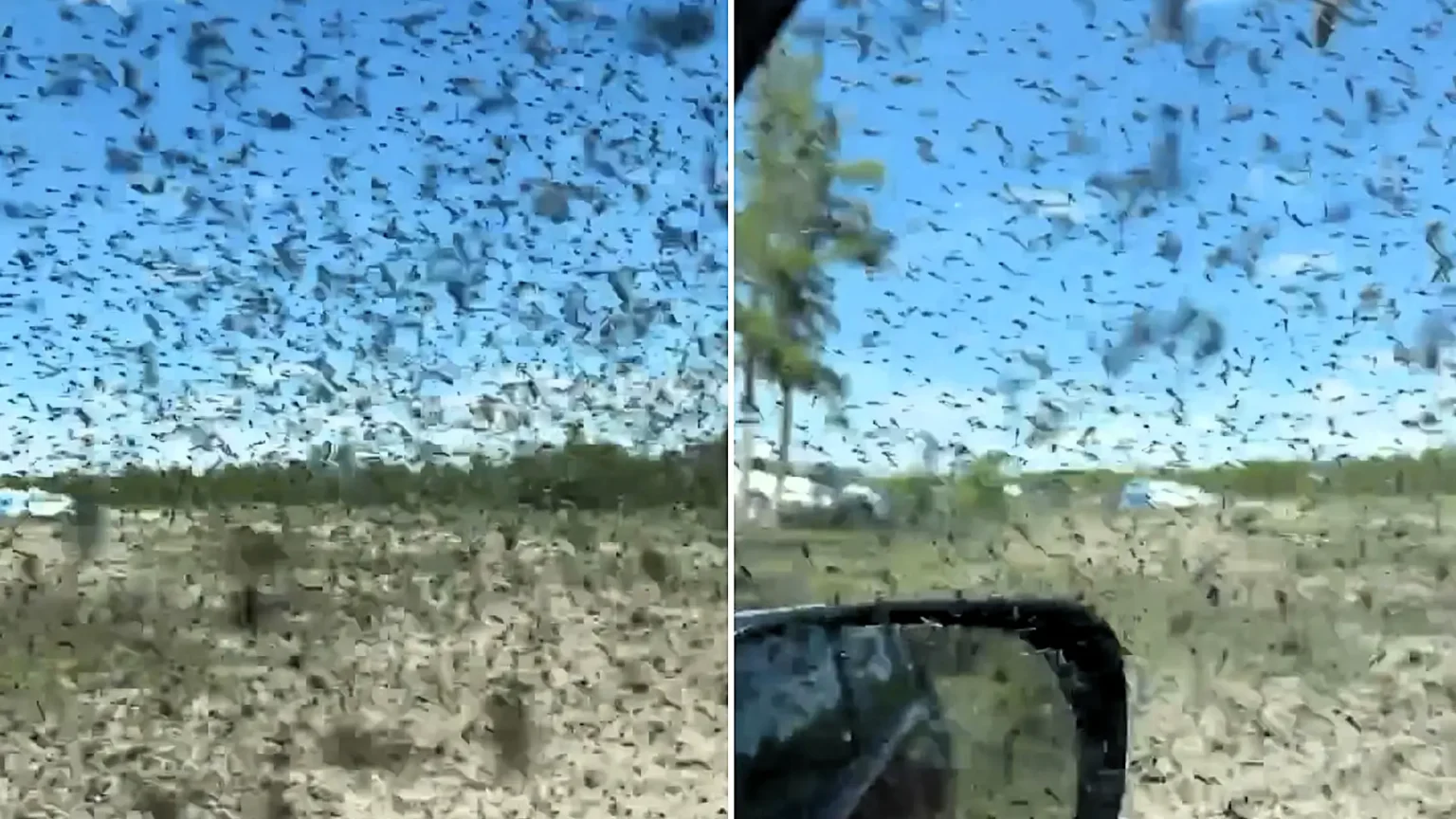 Visitors to a Russian beauty spot were trapped in their cars by a biblical swarm of mosquitoes so thick it turned the sky grainy - and the plague is expected to last for days.