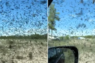 Visitors to a Russian beauty spot were trapped in their cars by a biblical swarm of mosquitoes so thick it turned the sky grainy - and the plague is expected to last for days.