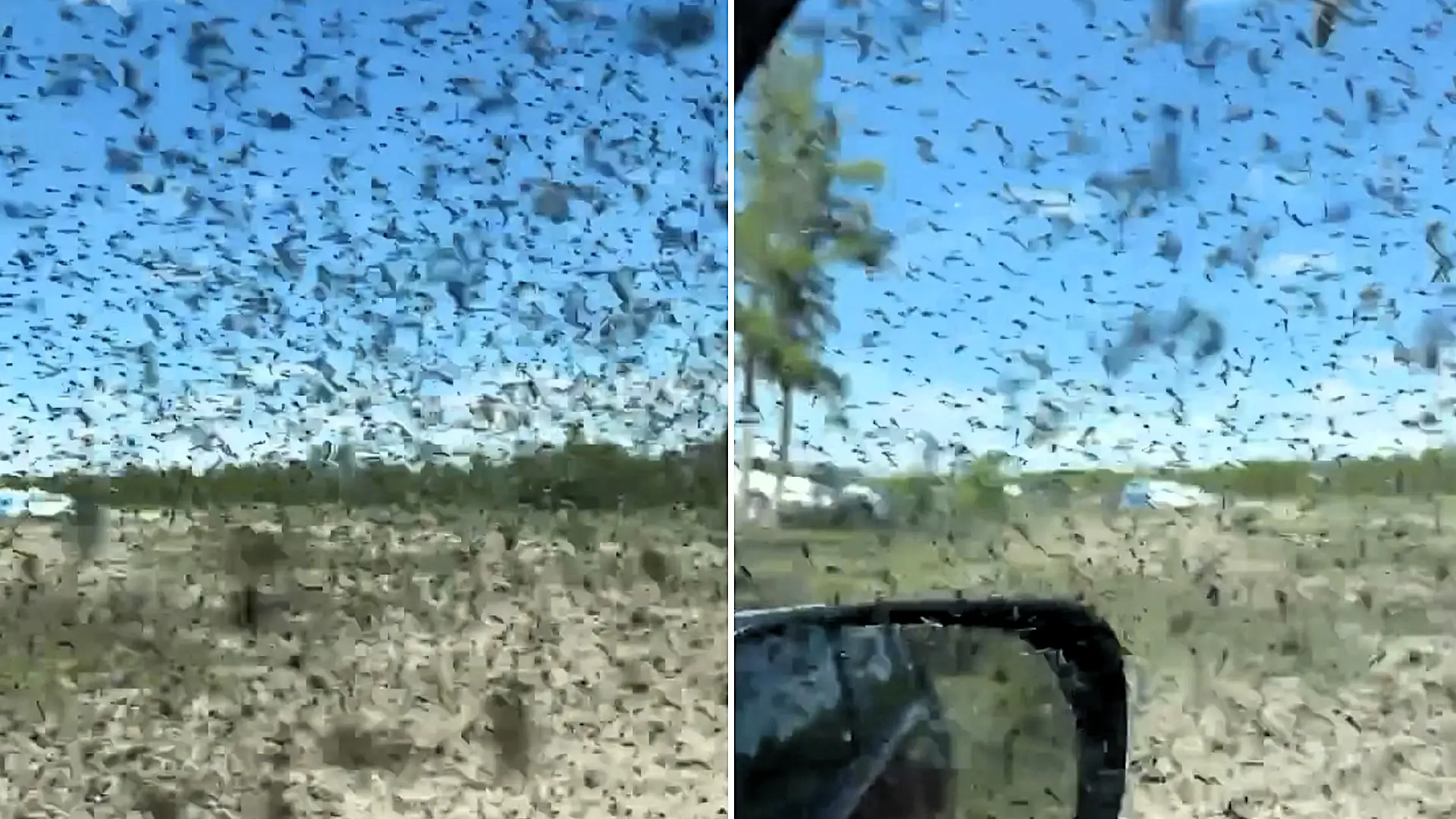 Visitors to a Russian beauty spot were trapped in their cars by a biblical swarm of mosquitoes so thick it turned the sky grainy - and the plague is expected to last for days.