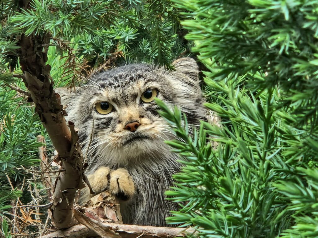 The internet's "world's grumpiest cat" is being set up on a date as Edinburgh Zoo introduces new arrival Duchess to resident male Akiko in hopes of kittens.