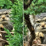The internet's "world's grumpiest cat" is being set up on a date as Edinburgh Zoo introduces new arrival Duchess to resident male Akiko in hopes of kittens.