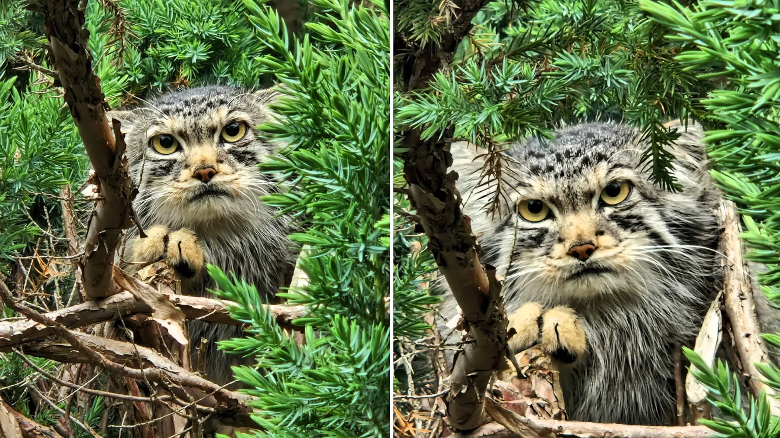 The internet's "world's grumpiest cat" is being set up on a date as Edinburgh Zoo introduces new arrival Duchess to resident male Akiko in hopes of kittens.