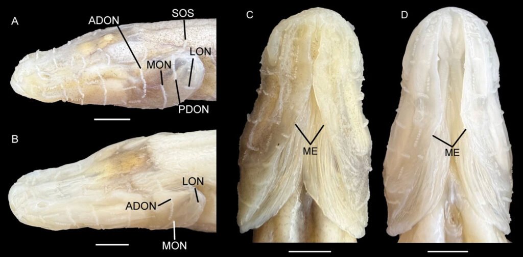 A pale, eyeless "demon" cavefish dubbed one of the world's rarest species has been found in a single Alabama cave - named after the monster from Stranger Things.