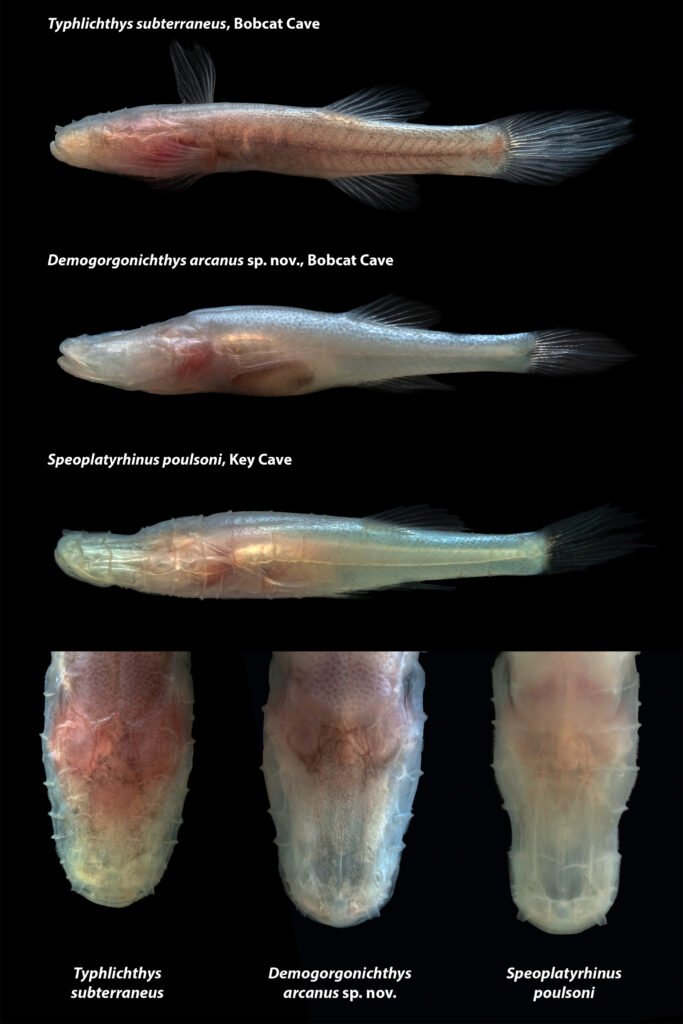 A pale, eyeless "demon" cavefish dubbed one of the world's rarest species has been found in a single Alabama cave - named after the monster from Stranger Things.
