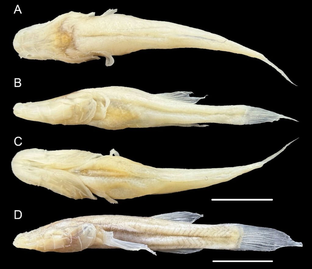 A pale, eyeless "demon" cavefish dubbed one of the world's rarest species has been found in a single Alabama cave - named after the monster from Stranger Things.