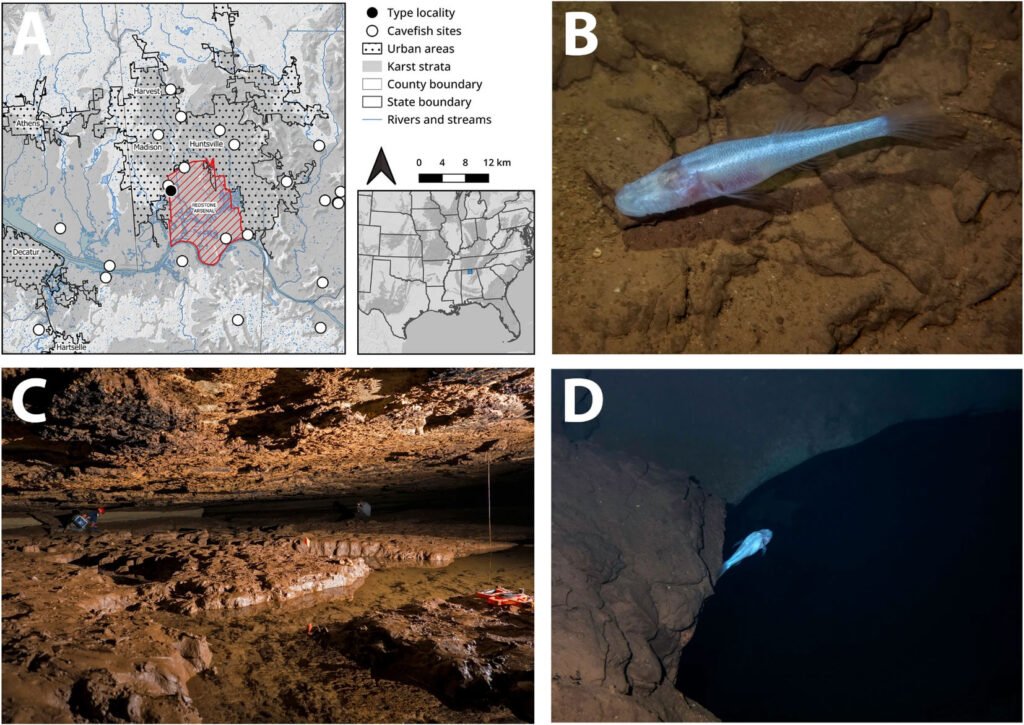 A pale, eyeless "demon" cavefish dubbed one of the world's rarest species has been found in a single Alabama cave - named after the monster from Stranger Things.
