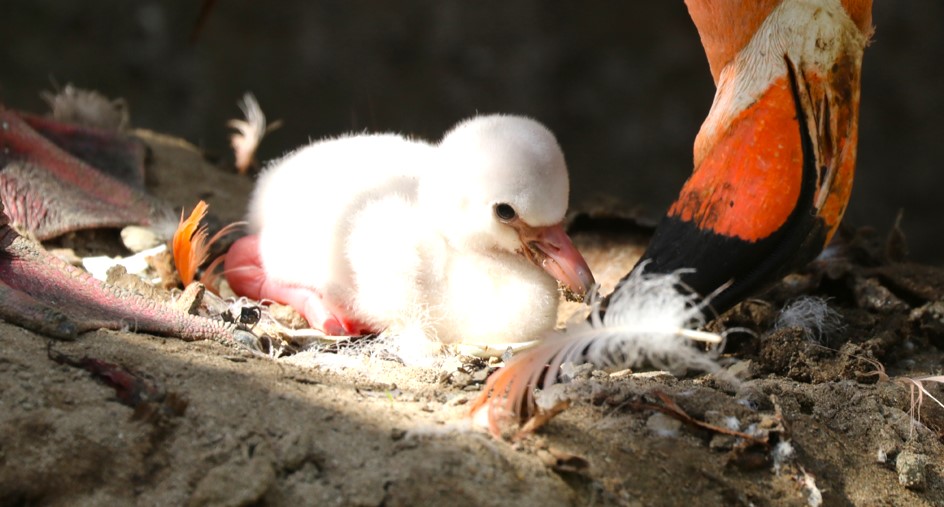 A rare Caribbean flamingo chick has hatched at a Cornwall zoo, the third for proud parents Edwina and Anthony - and visitors can watch the family bond up close.