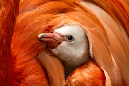 A rare Caribbean flamingo chick has hatched at a Cornwall zoo, the third for proud parents Edwina and Anthony - and visitors can watch the family bond up close.