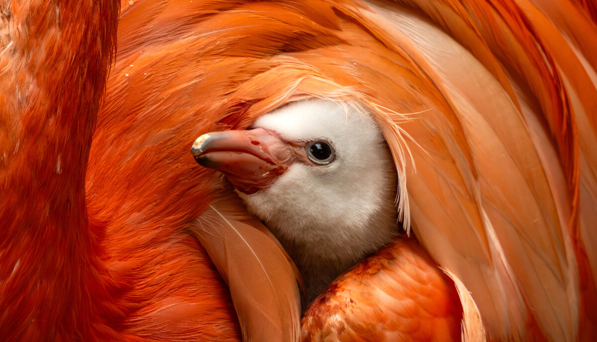 A rare Caribbean flamingo chick has hatched at a Cornwall zoo, the third for proud parents Edwina and Anthony - and visitors can watch the family bond up close.