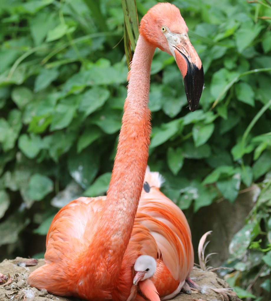 A rare Caribbean flamingo chick has hatched at a Cornwall zoo, the third for proud parents Edwina and Anthony - and visitors can watch the family bond up close.