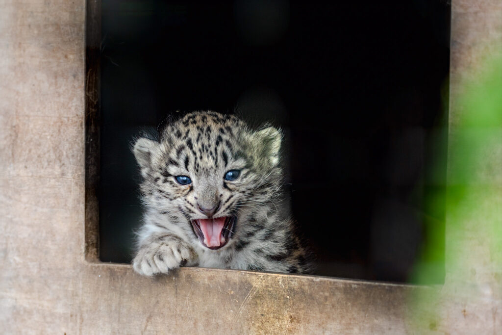 Adorable snow leopard twins have taken their first steps outside at a Scottish wildlife park - venturing from their den under the watchful eye of first-time mum Pari.