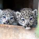 Adorable snow leopard twins have taken their first steps outside at a Scottish wildlife park - venturing from their den under the watchful eye of first-time mum Pari.