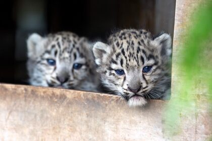 Adorable snow leopard twins have taken their first steps outside at a Scottish wildlife park - venturing from their den under the watchful eye of first-time mum Pari.