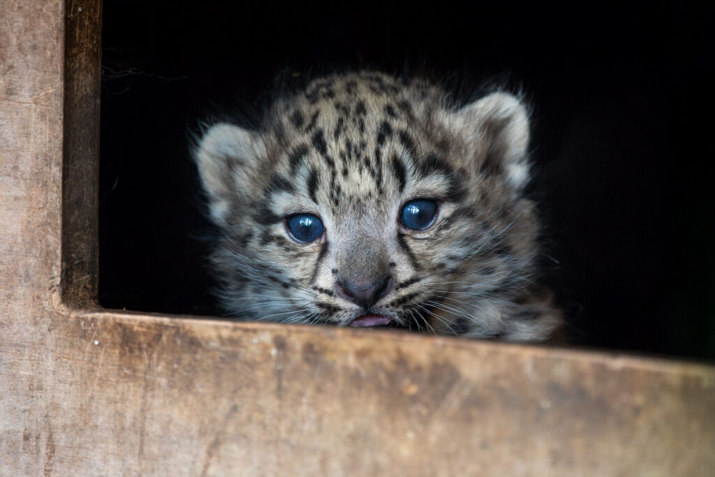 Adorable snow leopard twins have taken their first steps outside at a Scottish wildlife park - venturing from their den under the watchful eye of first-time mum Pari.