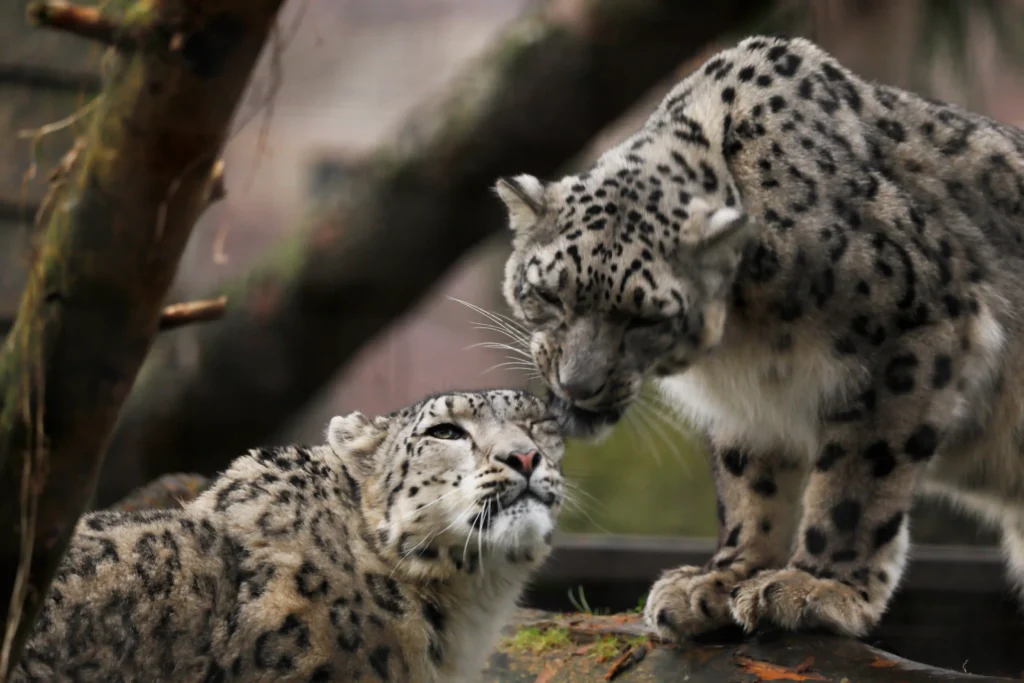 Adorable snow leopard twins have taken their first steps outside at a Scottish wildlife park - venturing from their den under the watchful eye of first-time mum Pari.