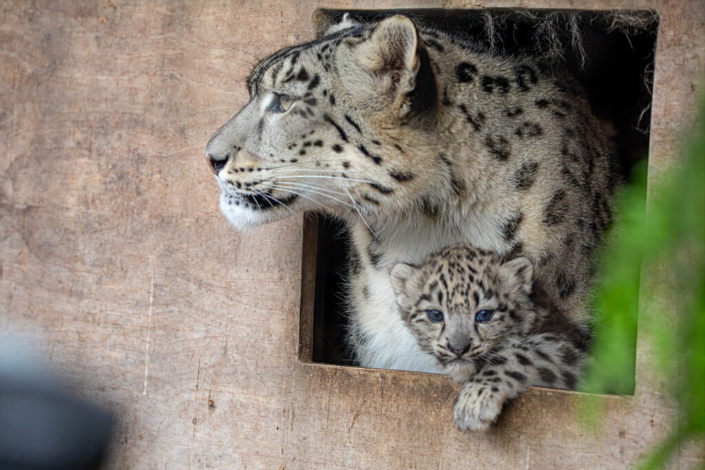 Adorable snow leopard twins have taken their first steps outside at a Scottish wildlife park - venturing from their den under the watchful eye of first-time mum Pari.