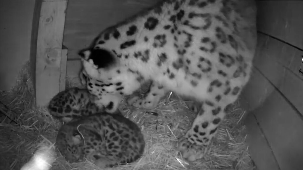 Adorable snow leopard twins have taken their first steps outside at a Scottish wildlife park - venturing from their den under the watchful eye of first-time mum Pari.
