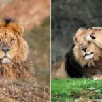 Kamal, Britain's oldest Asiatic lion in captivity, has been put to sleep at 16, leaving behind his long-term mate Rani at Jimmy's Farm & Wildlife Park.