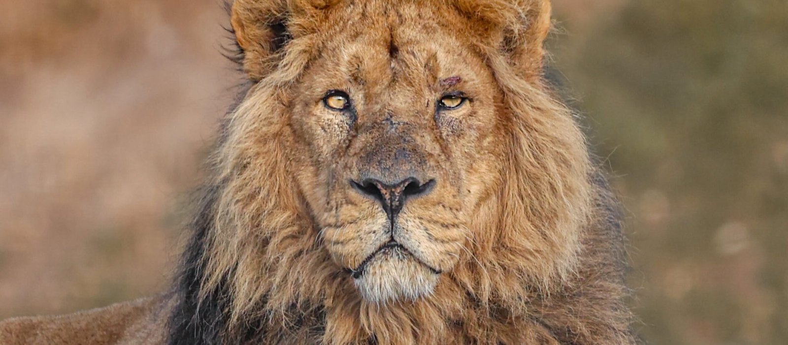Kamal, Britain's oldest Asiatic lion in captivity, has been put to sleep at 16, leaving behind his long-term mate Rani at Jimmy's Farm & Wildlife Park.