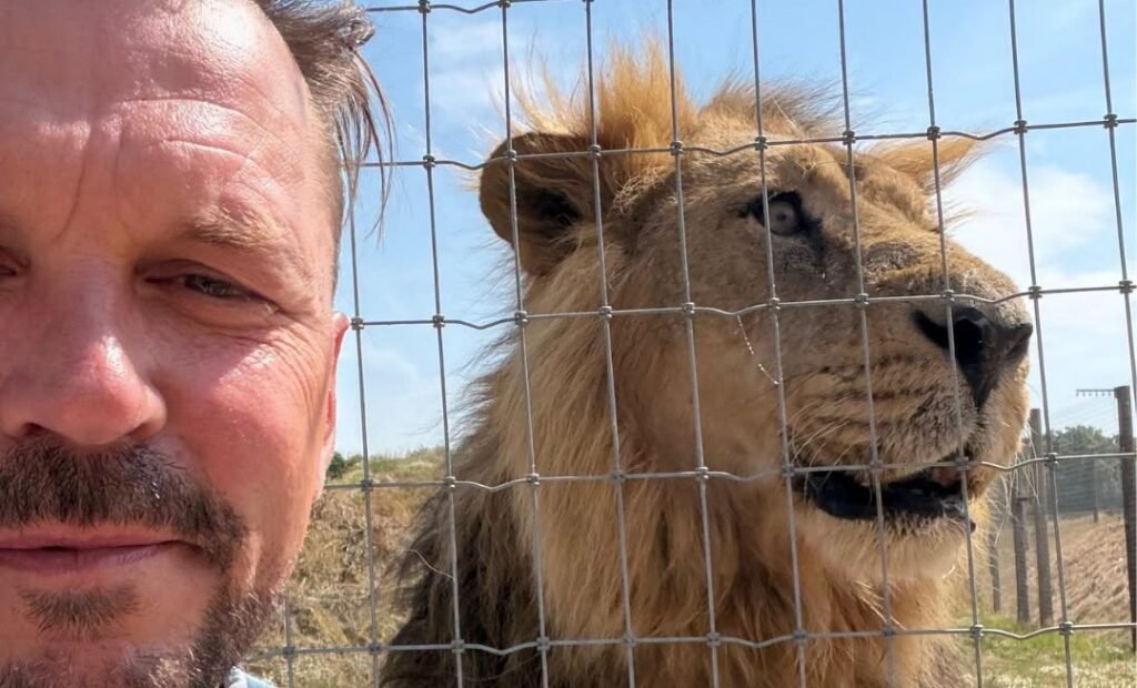 Kamal, Britain's oldest Asiatic lion in captivity, has been put to sleep at 16, leaving behind his long-term mate Rani at Jimmy's Farm & Wildlife Park.