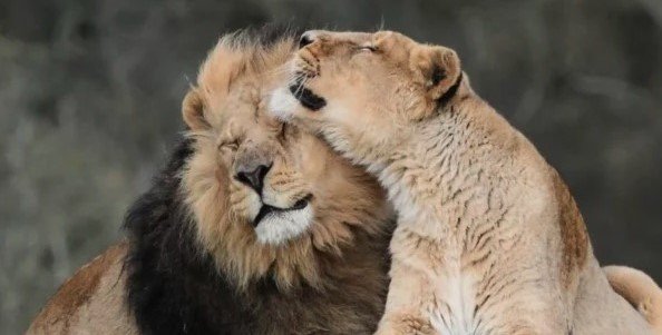 Kamal, Britain's oldest Asiatic lion in captivity, has been put to sleep at 16, leaving behind his long-term mate Rani at Jimmy's Farm & Wildlife Park.