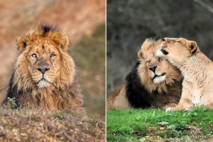 Kamal, Britain's oldest Asiatic lion in captivity, has been put to sleep at 16, leaving behind his long-term mate Rani at Jimmy's Farm & Wildlife Park.