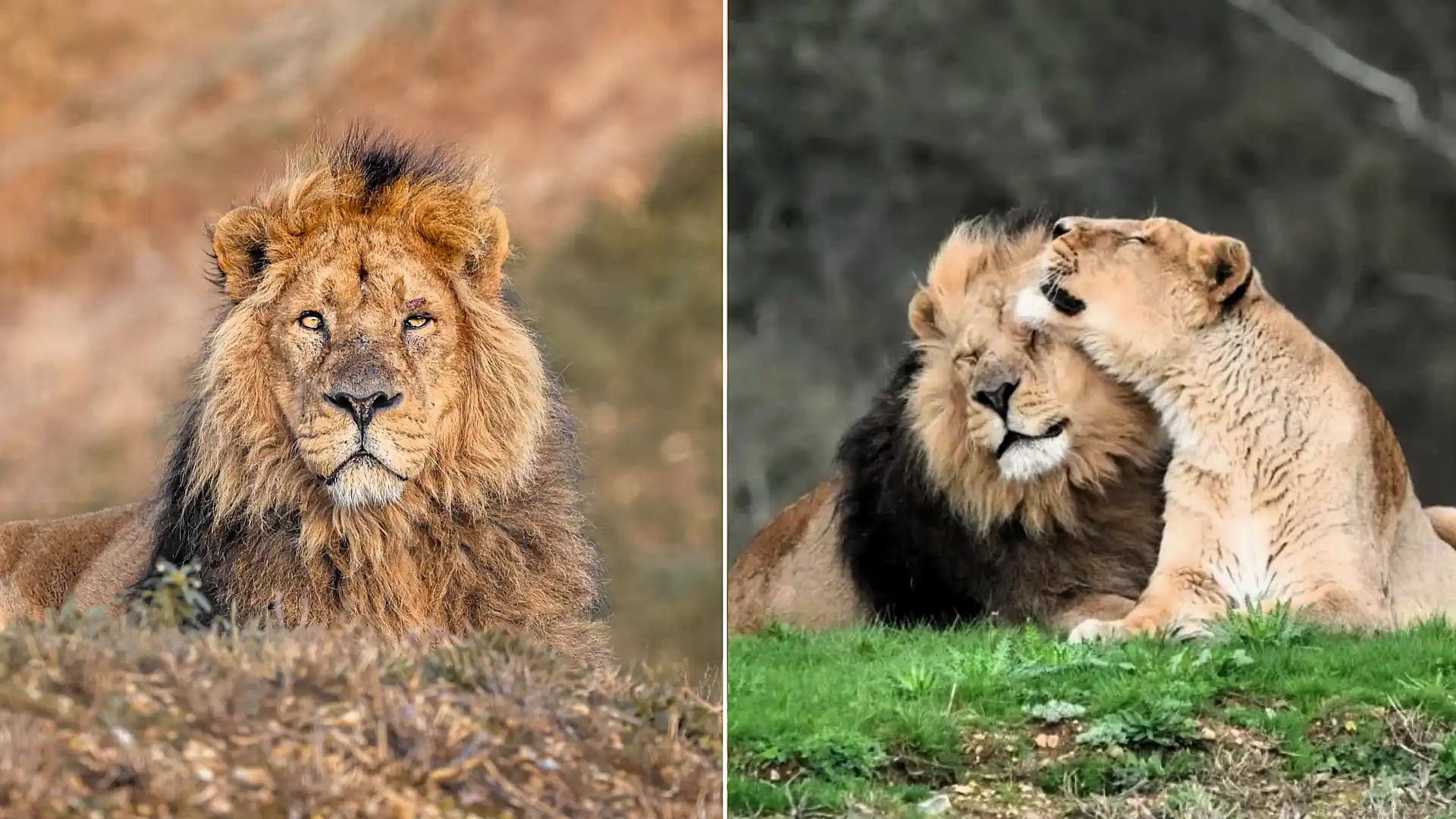 Kamal, Britain's oldest Asiatic lion in captivity, has been put to sleep at 16, leaving behind his long-term mate Rani at Jimmy's Farm & Wildlife Park.