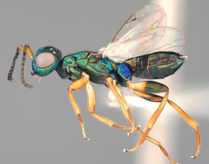 Scientists identify the male of a parasitic wasp that devours praying mantis eggs from the inside - after spotting the species in a social media post.
