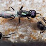 Scientists identify the male of a parasitic wasp that devours praying mantis eggs from the inside - after spotting the species in a social media post.