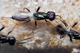 Scientists identify the male of a parasitic wasp that devours praying mantis eggs from the inside - after spotting the species in a social media post.