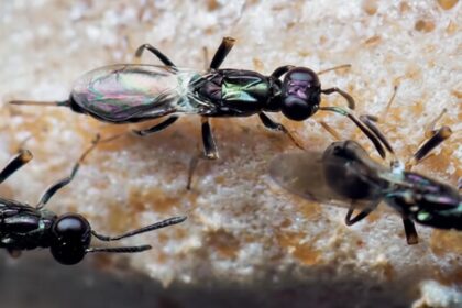 Scientists identify the male of a parasitic wasp that devours praying mantis eggs from the inside - after spotting the species in a social media post.
