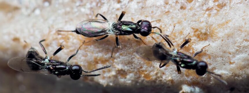 Scientists identify the male of a parasitic wasp that devours praying mantis eggs from the inside - after spotting the species in a social media post.