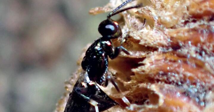 Scientists identify the male of a parasitic wasp that devours praying mantis eggs from the inside - after spotting the species in a social media post.