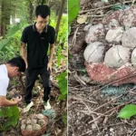 A clutch of intact fossilised dinosaur eggs, one of the rarest urban prehistoric finds in years, has been discovered in the heart of Guangzhou City, China.