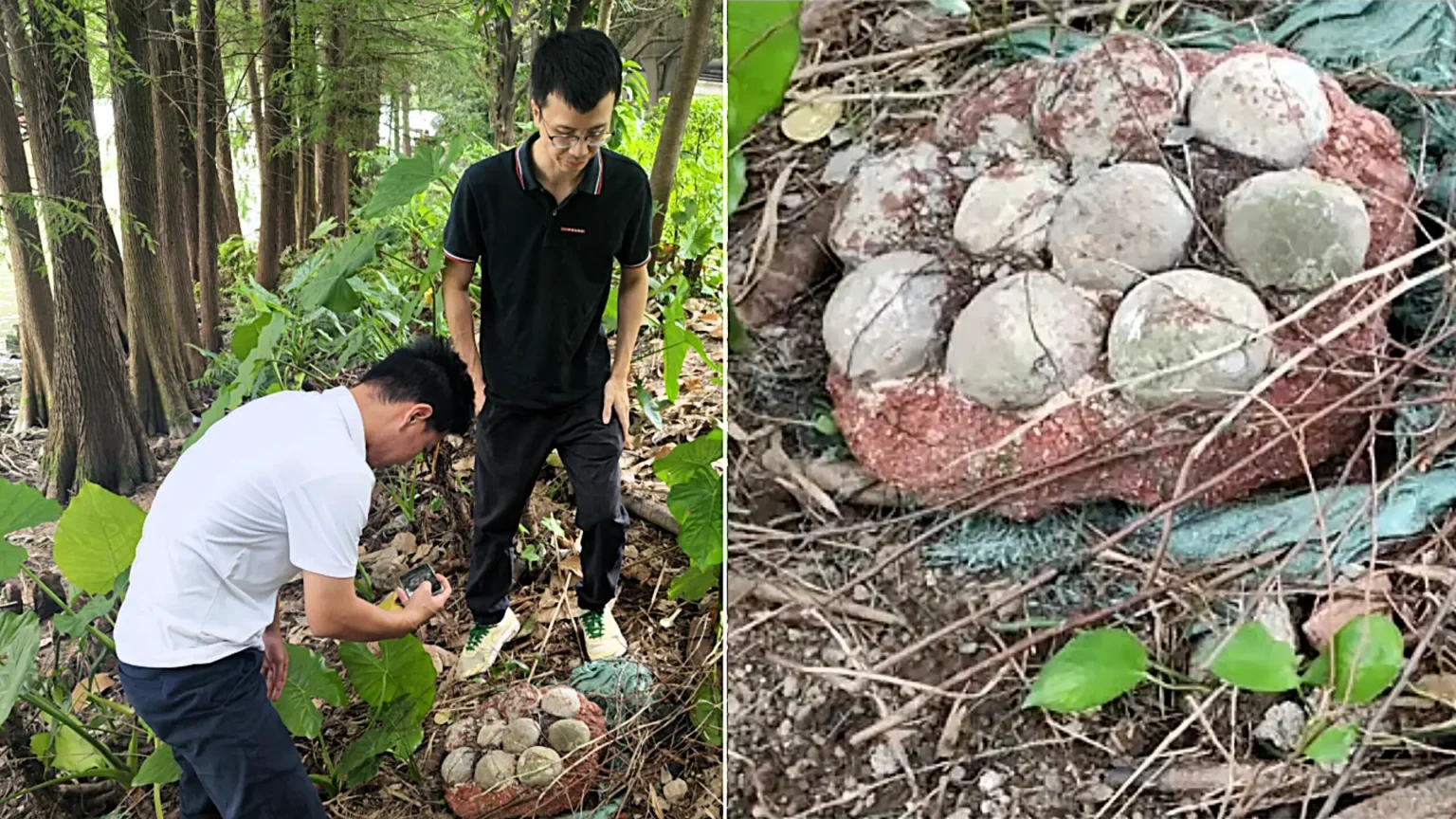 A clutch of intact fossilised dinosaur eggs, one of the rarest urban prehistoric finds in years, has been discovered in the heart of Guangzhou City, China.
