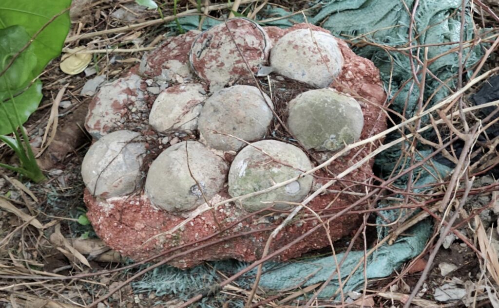 A clutch of intact fossilised dinosaur eggs, one of the rarest urban prehistoric finds in years, has been discovered in the heart of Guangzhou City, China.
