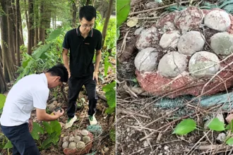 A clutch of intact fossilised dinosaur eggs, one of the rarest urban prehistoric finds in years, has been discovered in the heart of Guangzhou City, China.