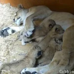 Five rare Northern African lion cubs have been born at Whipsnade Zoo in a major boost for one of the world's most vulnerable big cat populations - keepers used a "cubcam".