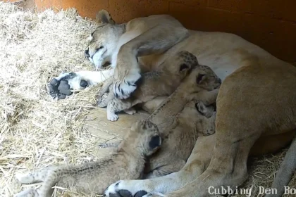 Five rare Northern African lion cubs have been born at Whipsnade Zoo in a major boost for one of the world's most vulnerable big cat populations - keepers used a "cubcam".