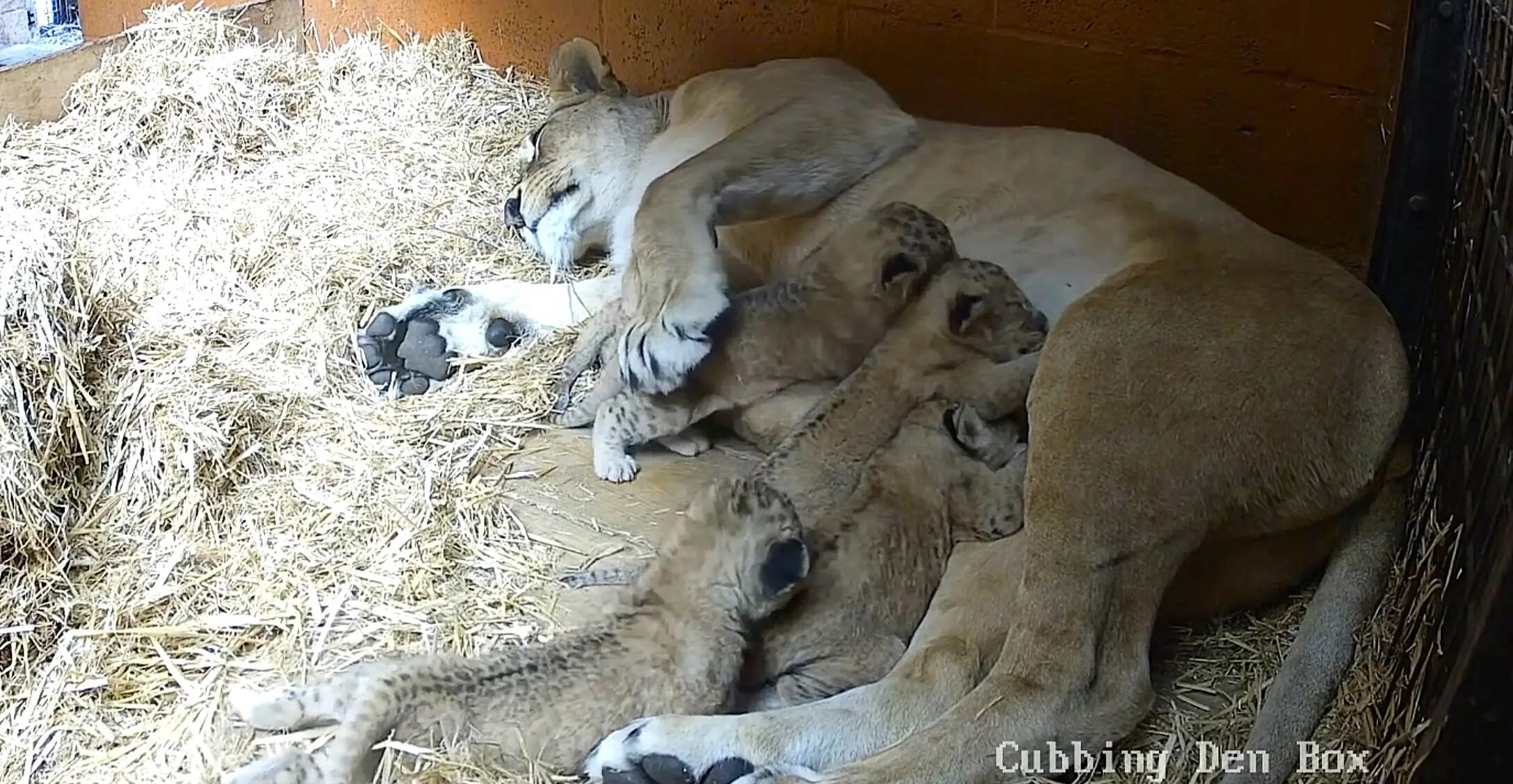 Five rare Northern African lion cubs have been born at Whipsnade Zoo in a major boost for one of the world's most vulnerable big cat populations - keepers used a "cubcam".