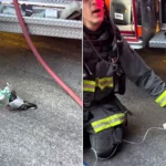 A smoke-choked pigeon was given a second chance at life after Oakland firefighters treated the bird with an oxygen mask following a vehicle blaze.