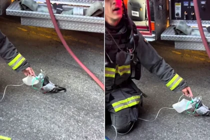 A smoke-choked pigeon was given a second chance at life after Oakland firefighters treated the bird with an oxygen mask following a vehicle blaze.