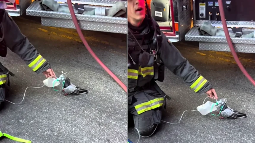 A smoke-choked pigeon was given a second chance at life after Oakland firefighters treated the bird with an oxygen mask following a vehicle blaze.