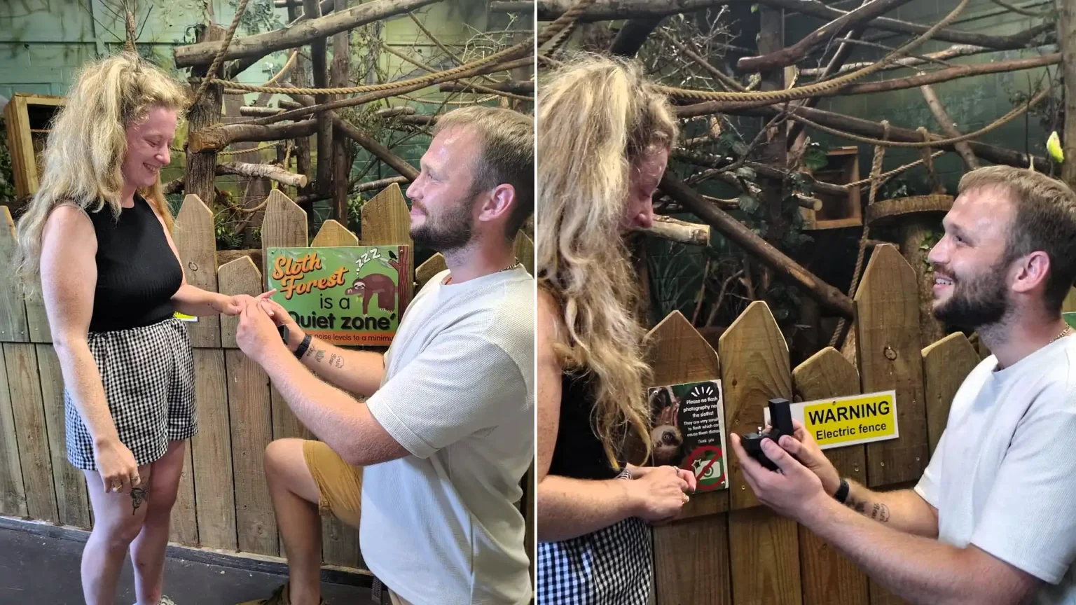 Couple travel eight hours to get engaged in a sloth enclosure - beside the animal she adopted four years ago