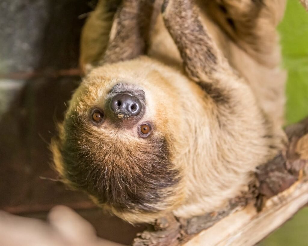 Couple travel eight hours to get engaged in a sloth enclosure - beside the animal she adopted four years ago