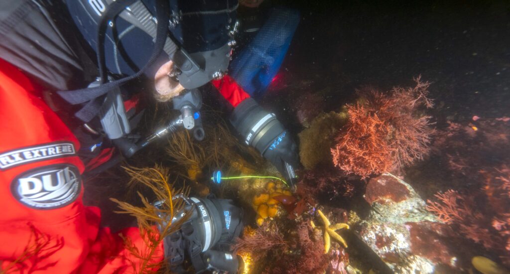 Scientists have discovered a compound in an Antarctic sea creature that showed promise against melanoma cells, raising hopes for future skin cancer treatments.
