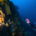 Scientists have discovered a compound in an Antarctic sea creature that showed promise against melanoma cells, raising hopes for future skin cancer treatments.