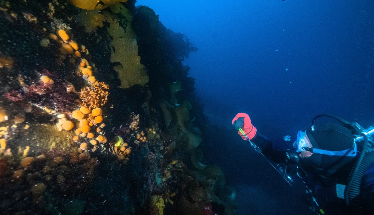 Scientists have discovered a compound in an Antarctic sea creature that showed promise against melanoma cells, raising hopes for future skin cancer treatments.