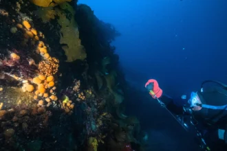 Scientists have discovered a compound in an Antarctic sea creature that showed promise against melanoma cells, raising hopes for future skin cancer treatments.