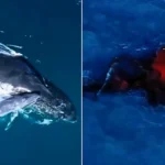 Drone captures a humpback whale giving birth for the first time ever - a rare glimpse of a newborn calf taking its first breath at the surface.